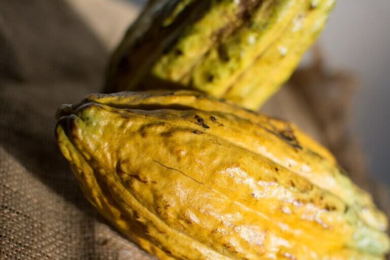 Large Criollo cocoa pods. Premium quality cocoa. Yellow and grooved Top quality cacao.